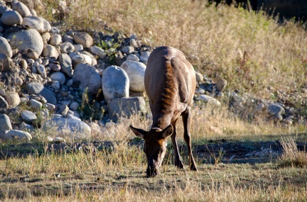 Canada 21 Elks 04