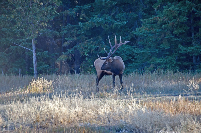 Canada 21 Elks 06