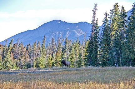 Canada 21 Elks 07