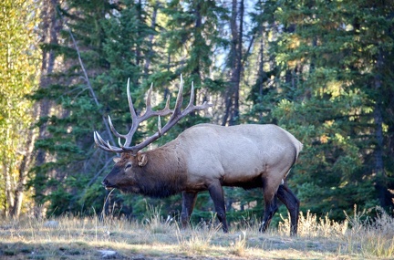 Canada 21 Elks 11