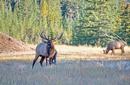 Canada 21 Elks 18