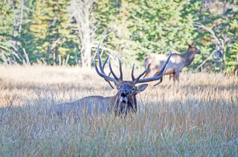 Canada_21_Elks_28.jpg