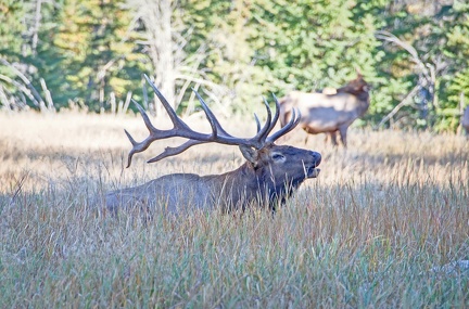 Canada 21 Elks 32