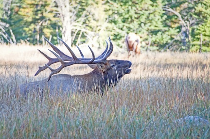 Canada 21 Elks 33