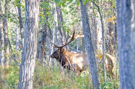 Canada 21 Elks 42