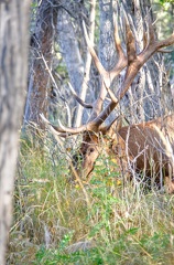 Canada 21 Elks 44