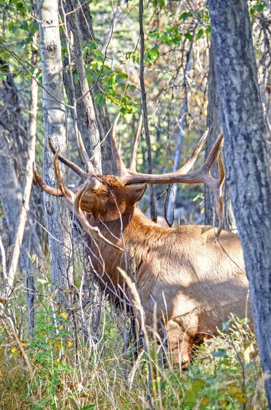 Canada 21 Elks 46