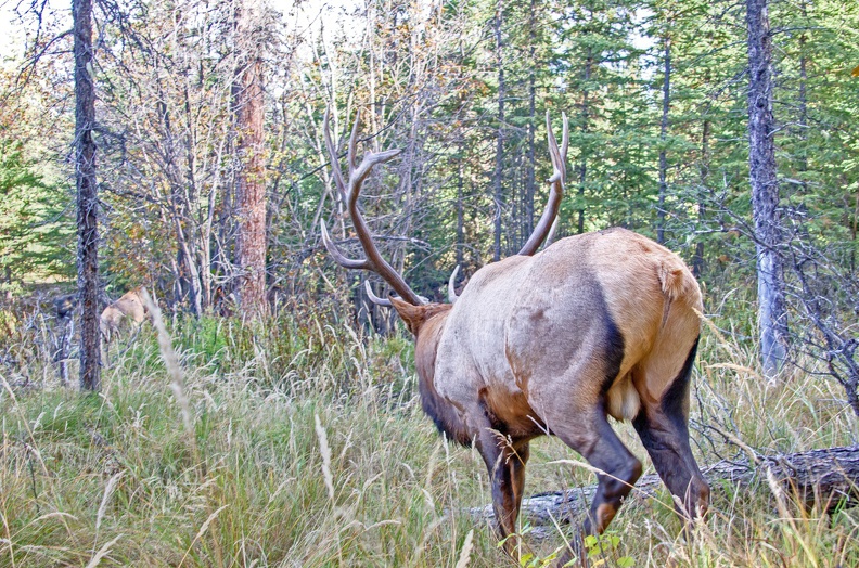 Canada 21 Elks 50
