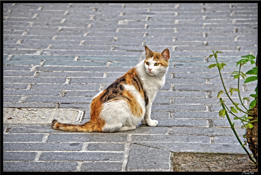 Istanbul 03 Sultanahmet 30