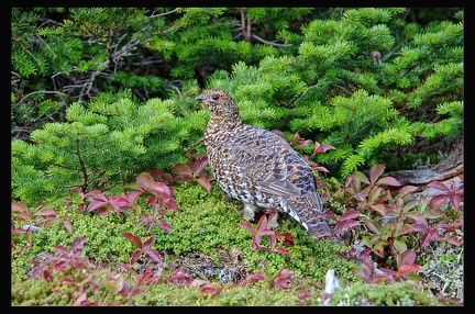 14 Parc National Gaspesie 022