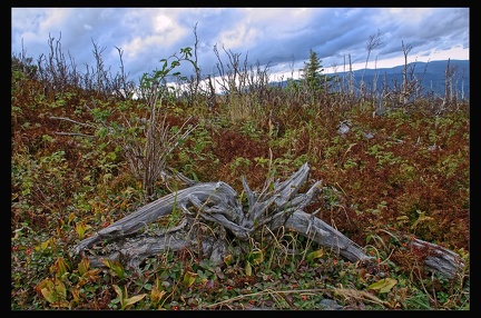 14 Parc National Gaspesie 047