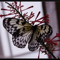 2008-10-18 Serre papillons