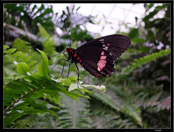 Serre aux papillons 014