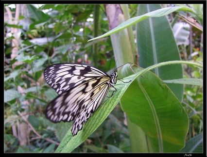 Serre aux papillons 029