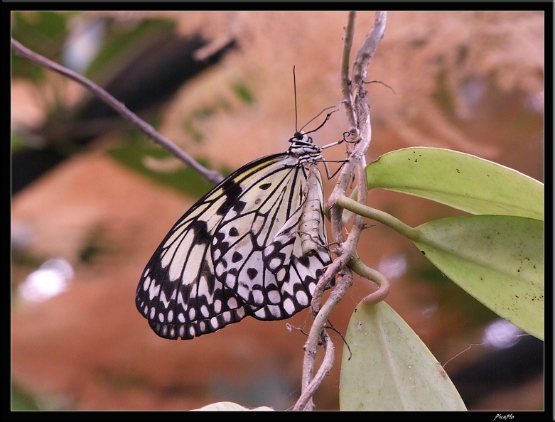 Serre_aux_papillons_031.jpg