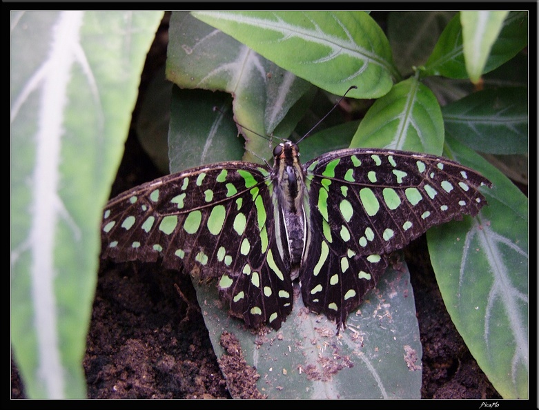 Serre aux papillons 033