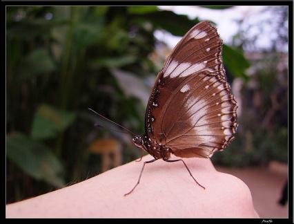 Serre aux papillons 036