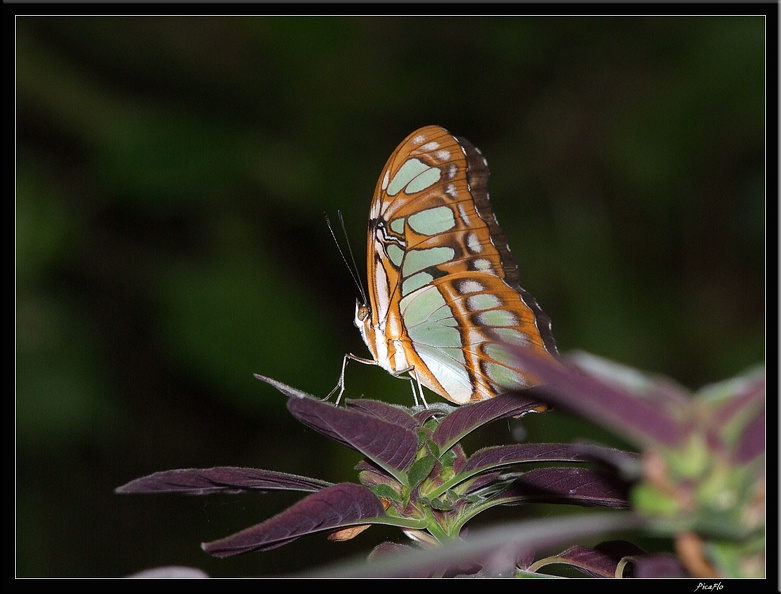 Serre aux papillons 048