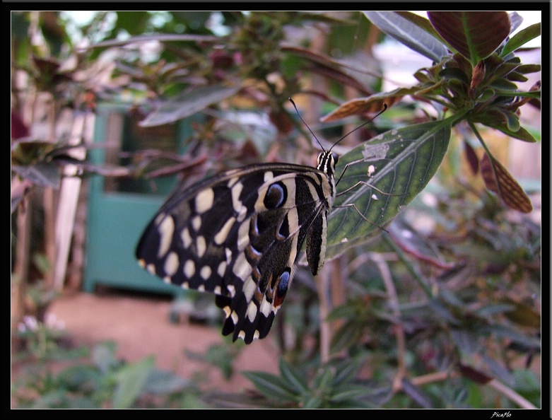 Serre_aux_papillons_049.jpg