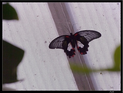 Serre aux papillons 060