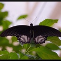 Serre aux papillons 062