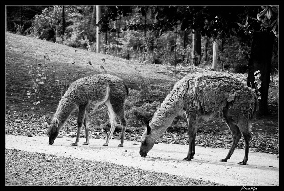 Zoo de Vincennes 002