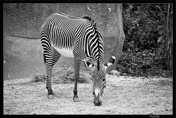 Zoo de Vincennes 015