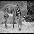 Zoo de Vincennes 015