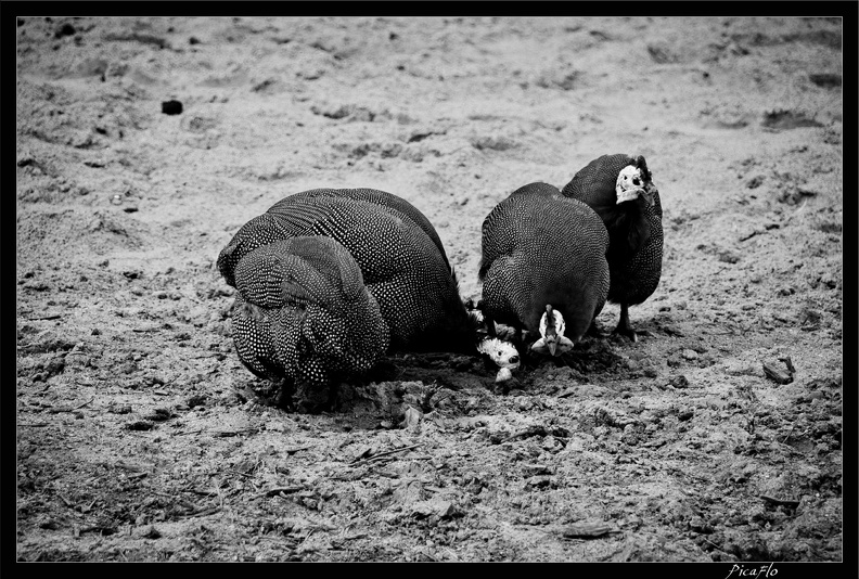 Zoo de Vincennes 024