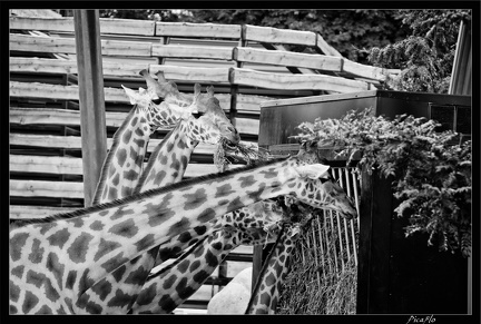 Zoo de Vincennes 030