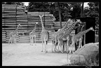Zoo de Vincennes 033