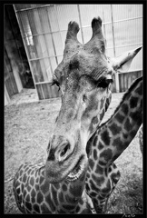 Zoo de Vincennes 035