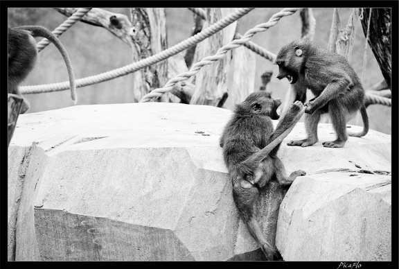 Zoo de Vincennes 039