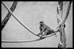 Zoo de Vincennes 044