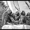 Zoo de Vincennes 045