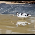 Zoo de Vincennes 053