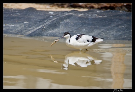 Zoo de Vincennes 053