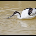 Zoo de Vincennes 054