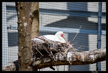 Zoo de Vincennes 055