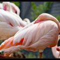 Zoo de Vincennes 056