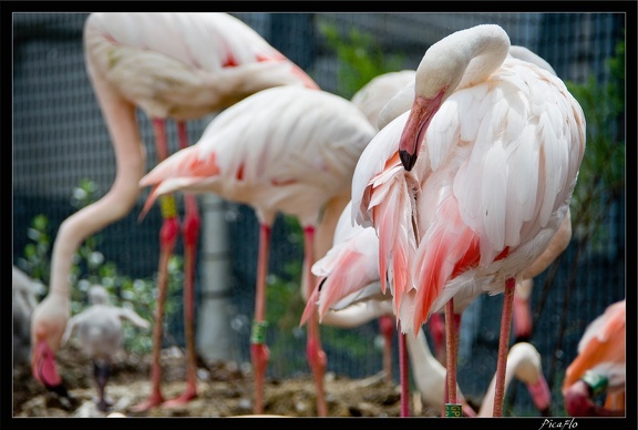 Zoo de Vincennes 057