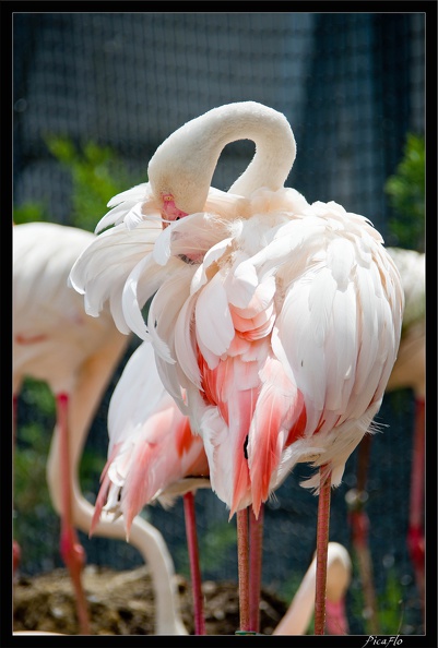 Zoo_de_Vincennes_059.jpg
