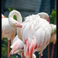 Zoo de Vincennes 060