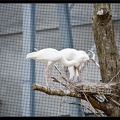Zoo de Vincennes 062