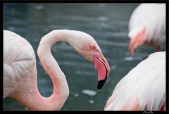 Zoo de Vincennes 063