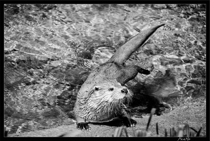 Zoo de Vincennes 066