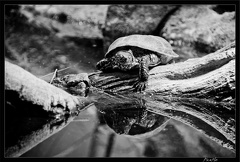 Zoo de Vincennes 069