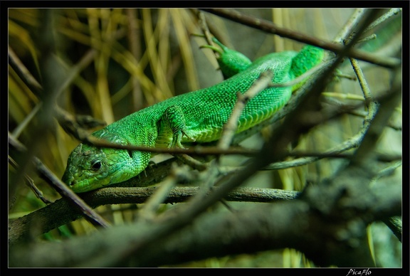 Zoo de Vincennes 073