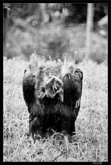 Zoo de Vincennes 075