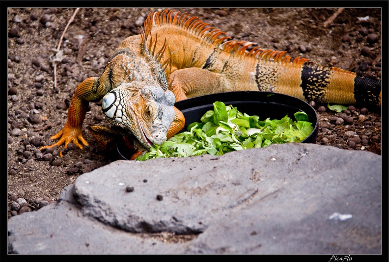 Zoo de Vincennes 093